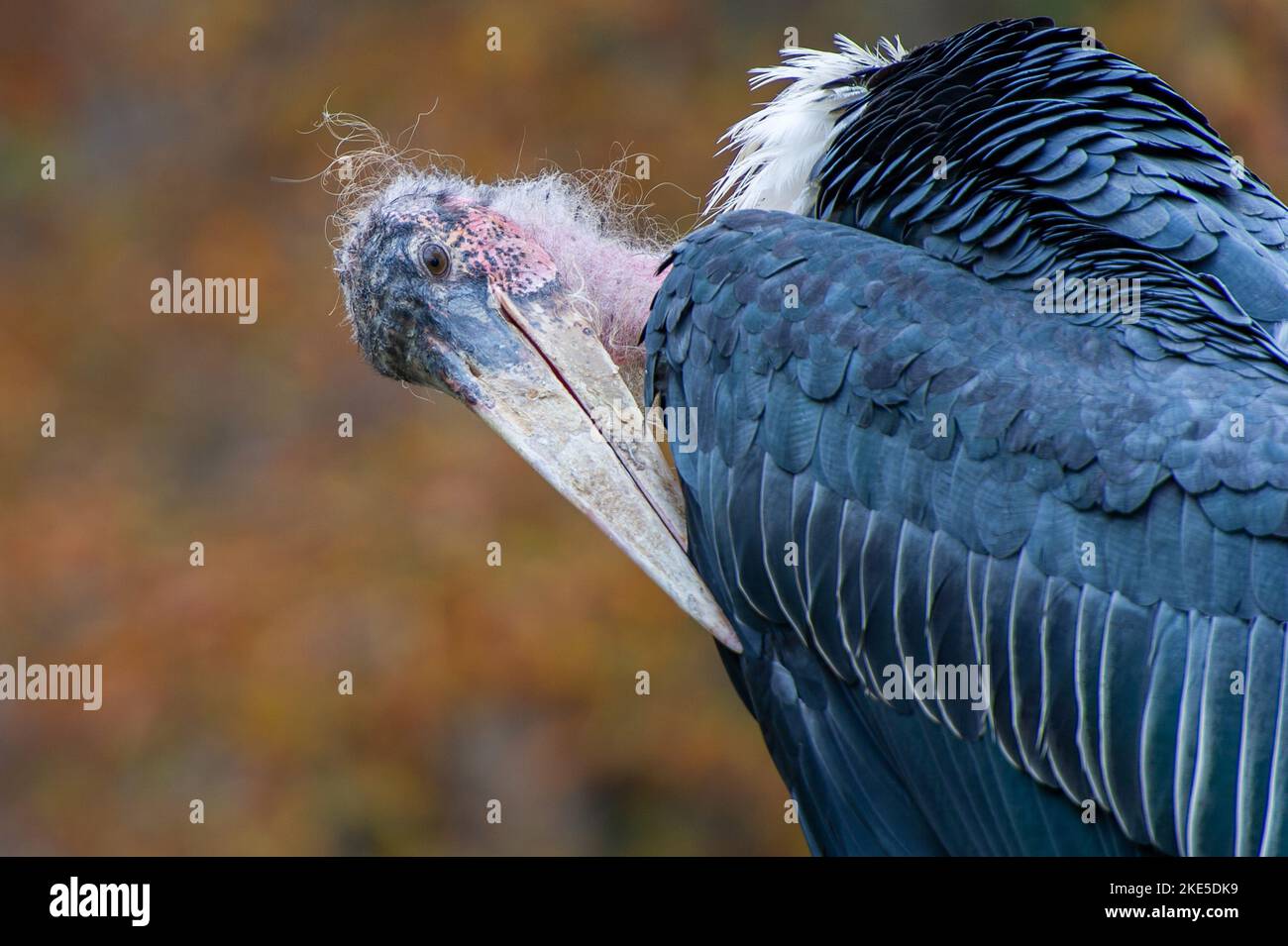 Marabu Stockfoto