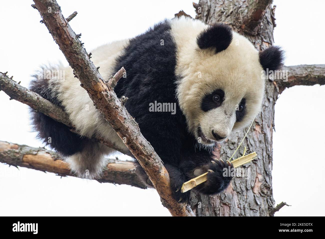 großer panda Stockfoto