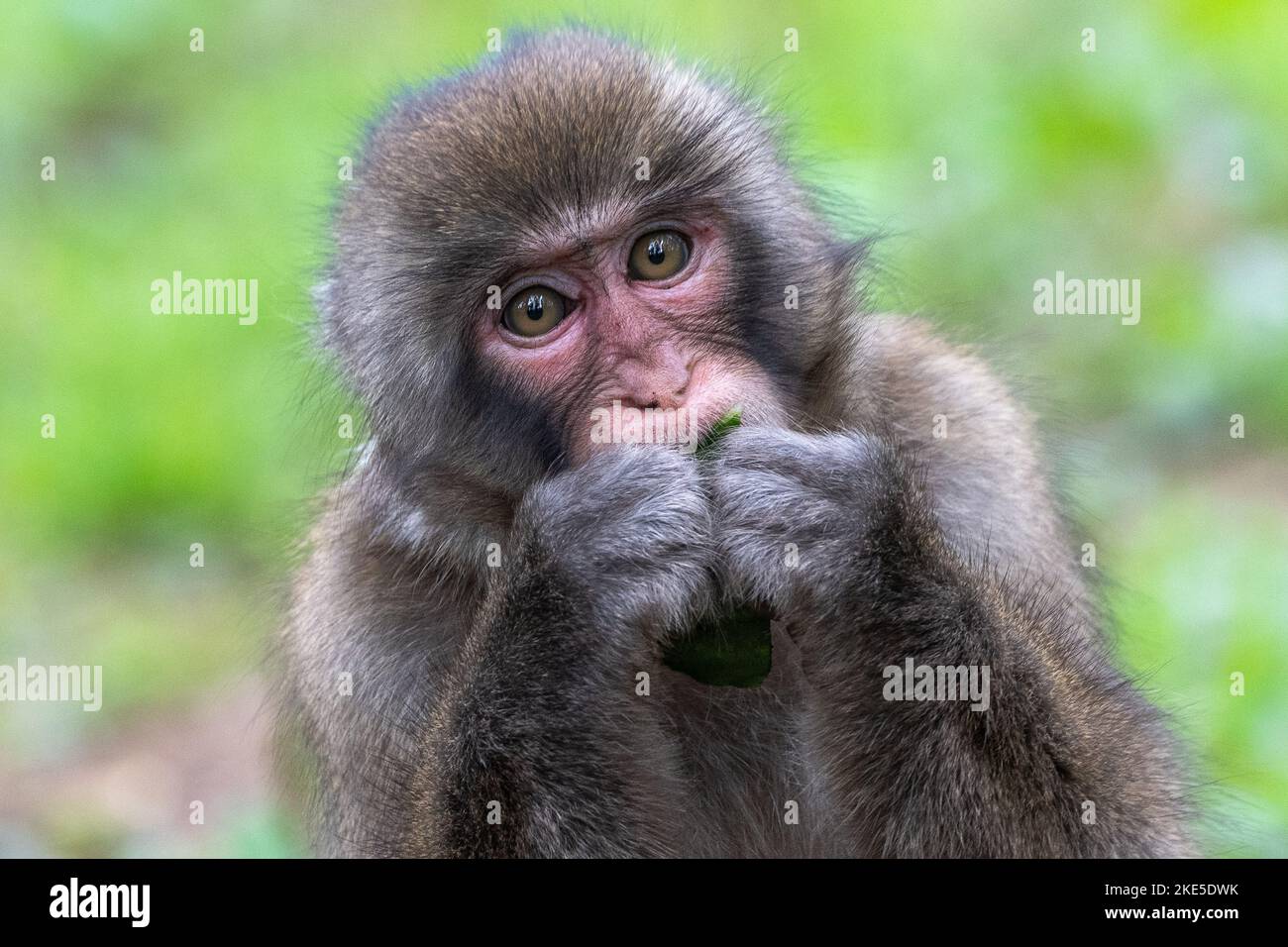 Japanischen Makaken Stockfoto