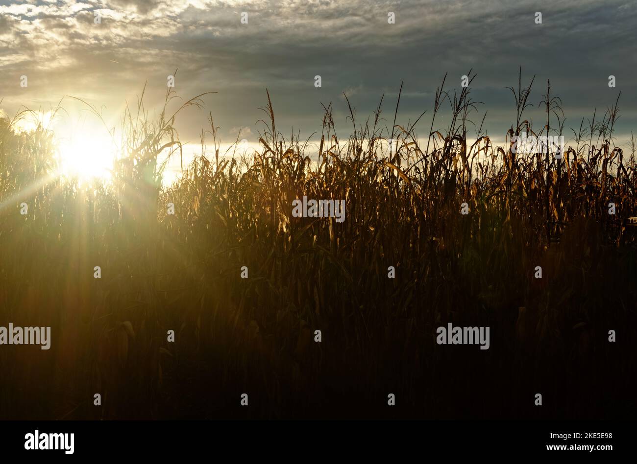 Manning Corn Fields Stockfoto