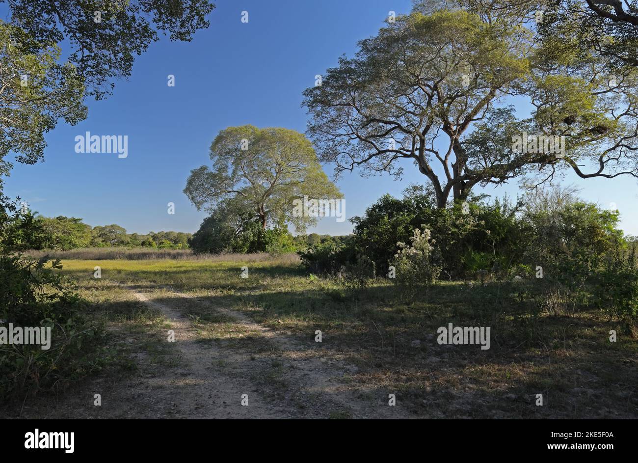Blick auf Feldweg in trockenem Bereich Pantanal, Mato Grosso, Brasilien. Juli Stockfoto