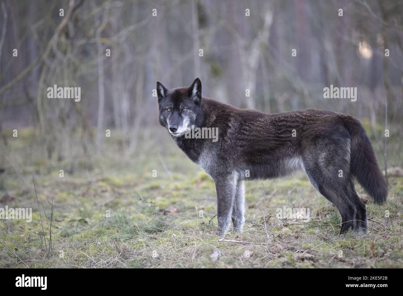 Eastern Timber wolf Stockfoto