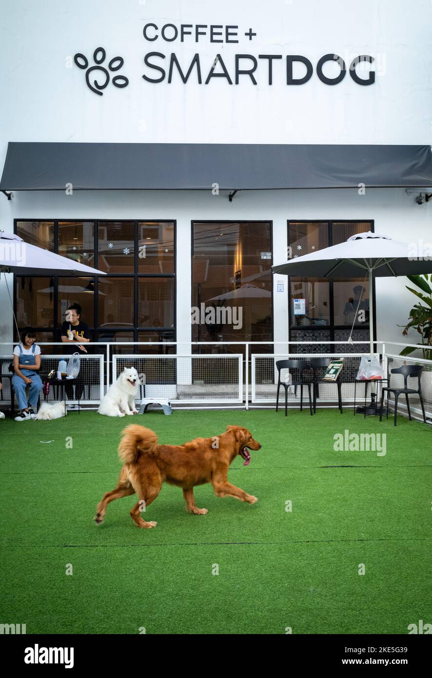 Ein reinrassiger Hund läuft über einen Kunstrasen-Bereich vor dem Smartdog Cafe, einem Ort für wohlhabende Besitzer von Stammhunden, um ihre Haustiere nach pla zu bringen Stockfoto