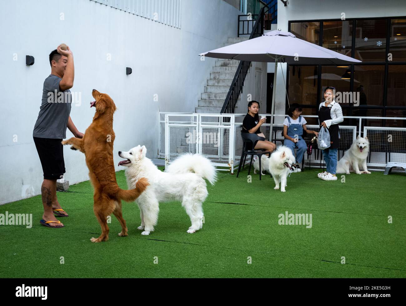 Ein Mann spielt mit reinrassigen Hunden auf einem Kunstrasen-Bereich vor dem Smartdog Cafe, einem Ort, an dem wohlhabende Besitzer teurer Hunde ihr Haustier mitnehmen können Stockfoto