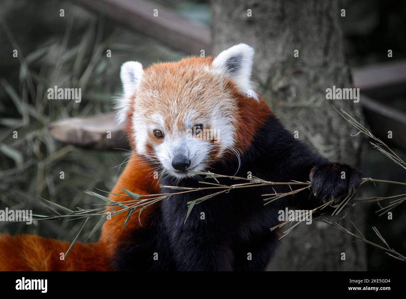 Ein roter Panda in Gefangenschaft in einem Zoo in England. In Gefangenschaft in einem Zoo in England. Stockfoto