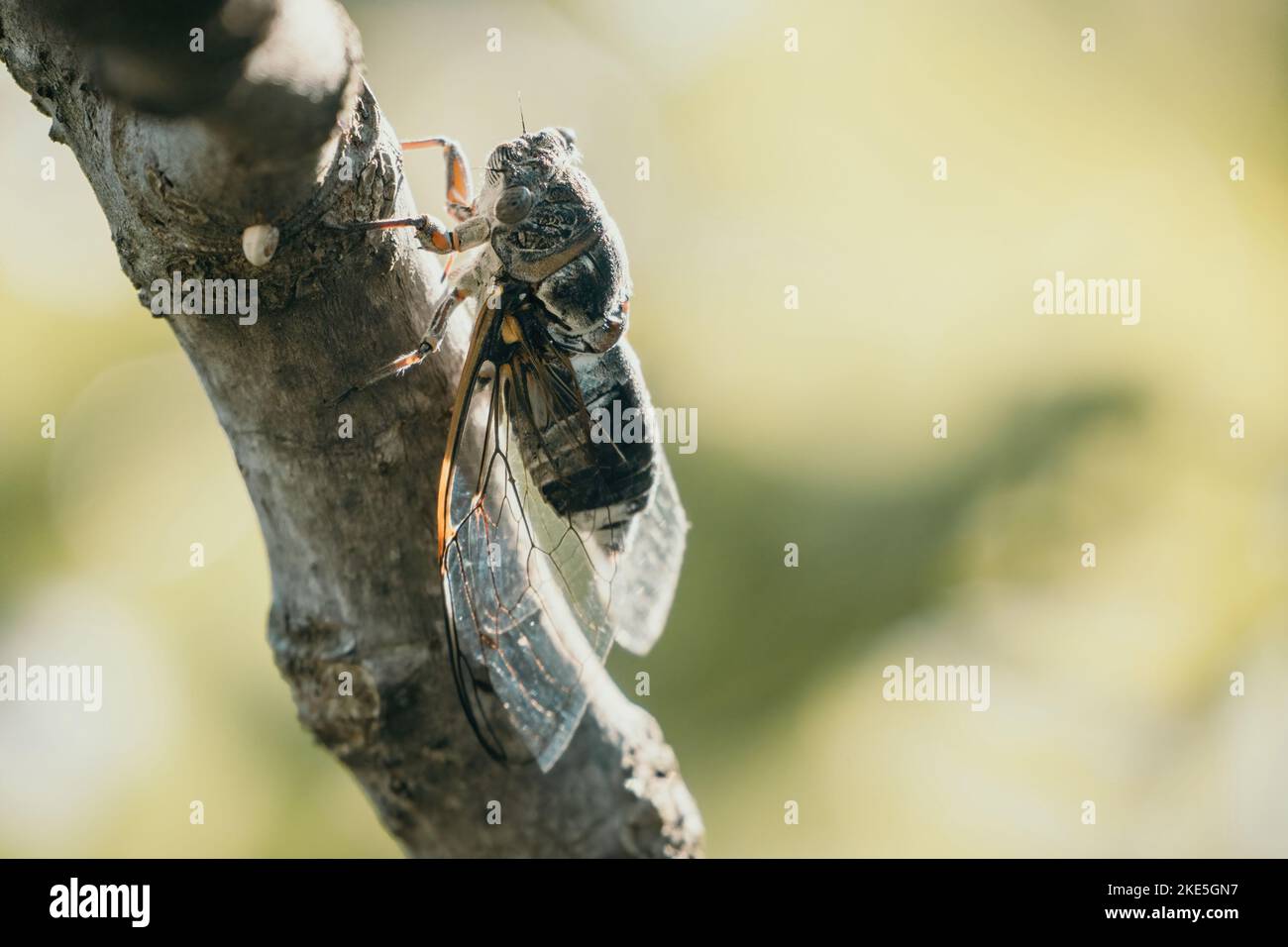 Im Sommer sitzt eine Zikade auf einem Feigenbaum, Nahaufnahme. Laut singen, um die Frau zu rufen. Intensives Summen von Zikaden. Cicada Lyristes plebejus Stockfoto