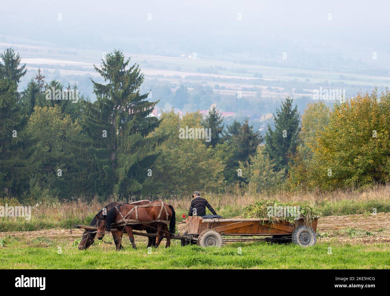 Ein Bauer mit einem Pferdewagen auf dem Feld, ländliche Szene Stockfoto