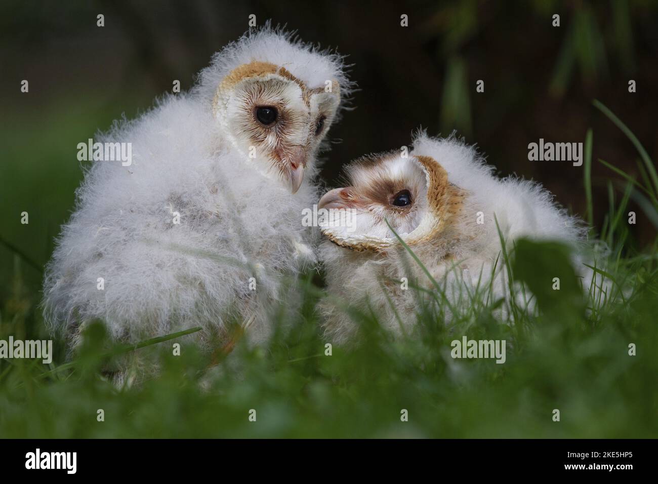 Eule Küken Stockfoto