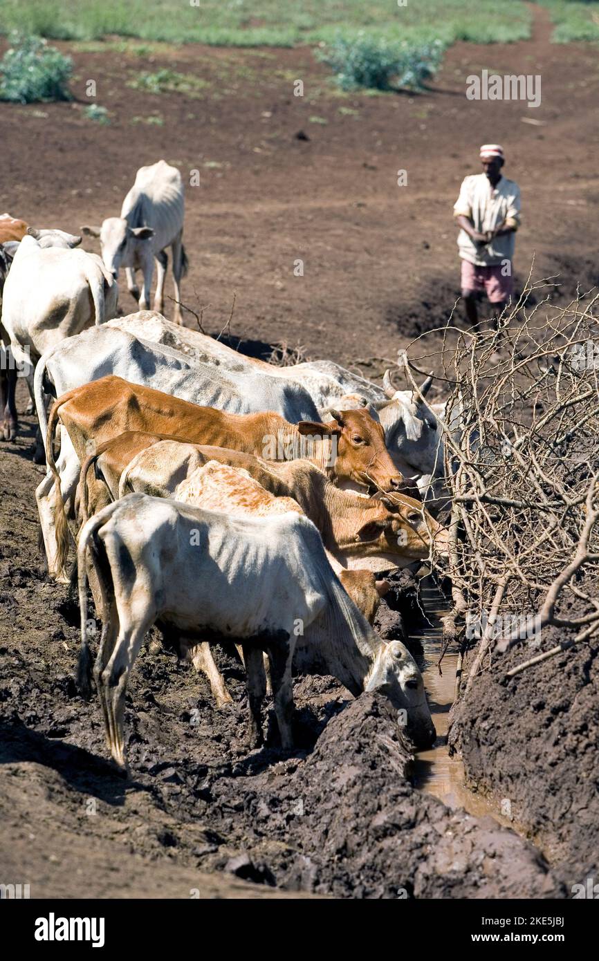 Stark abgemagerte Kühe an einem Wasserloch im Süden Äthiopiens. Vvbvanbree Fotografie Stockfoto