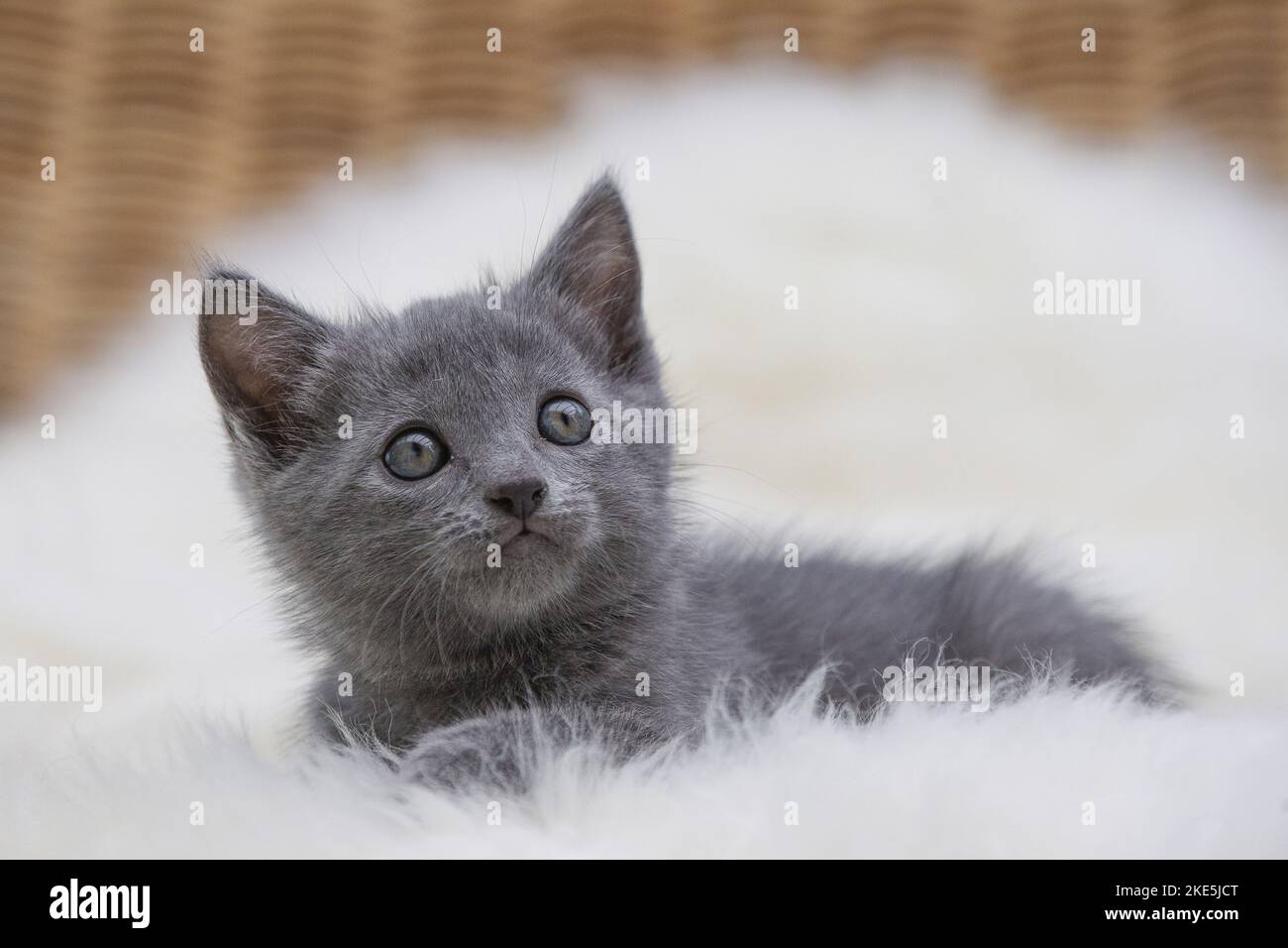 Chartreux Kitten Stockfoto