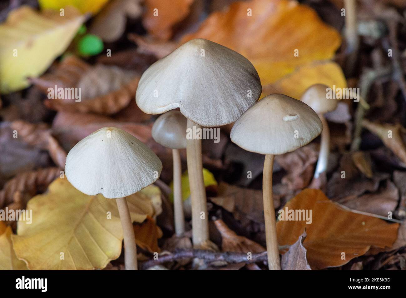 Iver, Buckinghamshire, Großbritannien. 10.. November 2022. Die Herbstliche Wildtiervorratskammer einer Reihe von Pilzen, die heute an einem kälteren und windigen Tag auf toten Baumgliedern und auf dem Waldboden im Langley Park Country Park wachsen. Die historische denkmalgeschützte Parklandschaft wurde 1760s von Capability Brown entworfen. Besucher des Parks werden aufgefordert, die Pilze nicht zu pflücken, da sie ein wesentlicher Bestandteil des Ökosystems sind. Quelle: Maureen McLean/Alamy Live News Stockfoto