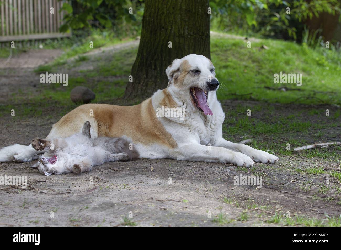 Mastin Espanol und Ragdoll Stockfoto