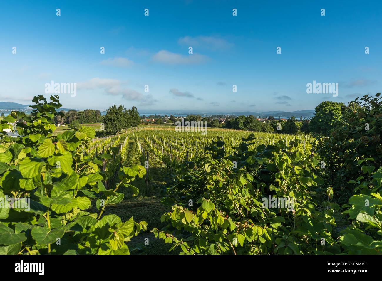 Panoramablick auf einen Weinberg mit grünen Weinreben auf der Insel Reichenau, Baden-Württemberg, Deutschland Stockfoto