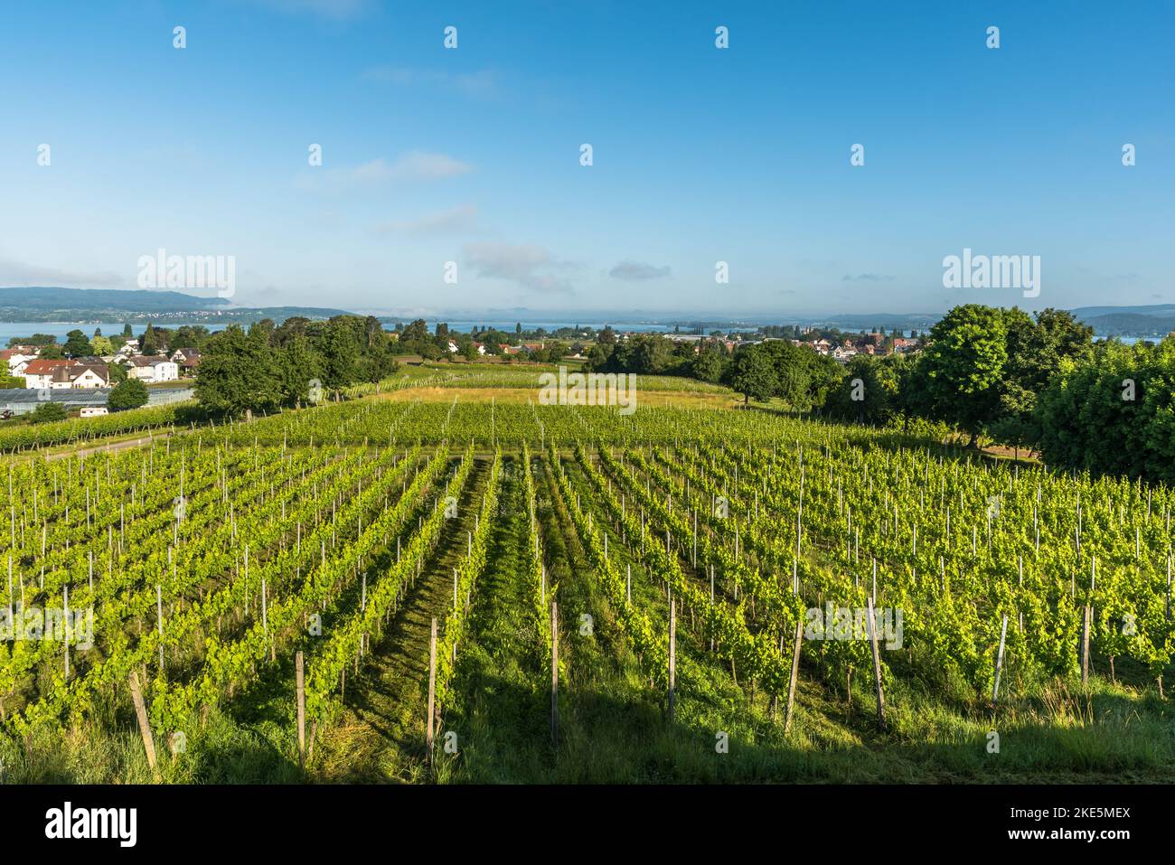 Panoramablick auf einen Weinberg mit grünen Reben, Insel Reichenau, Baden-Württemberg, Deutschland Stockfoto