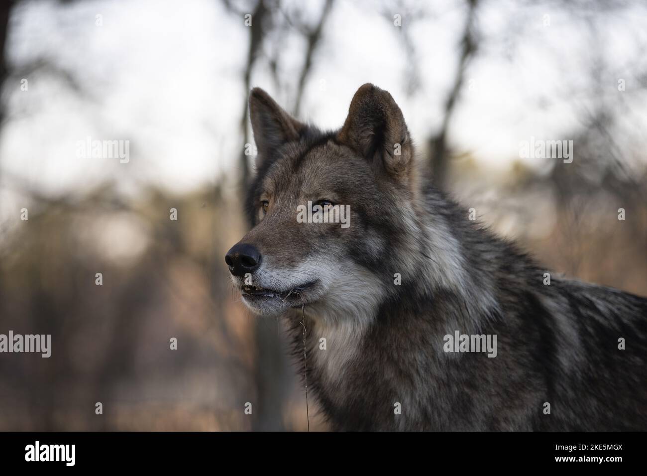 Eastern Timber wolf Stockfoto