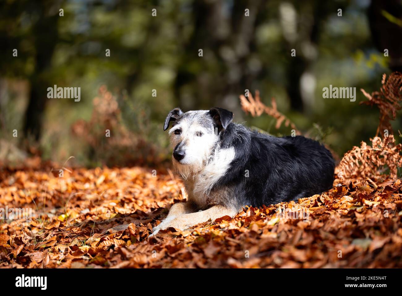 Schwarz-weißer Hund, Senior, mittelgroß, in den trockenen Herbstblättern in der Sonne liegend. Platz für Kopie. Tierthemen Stockfoto