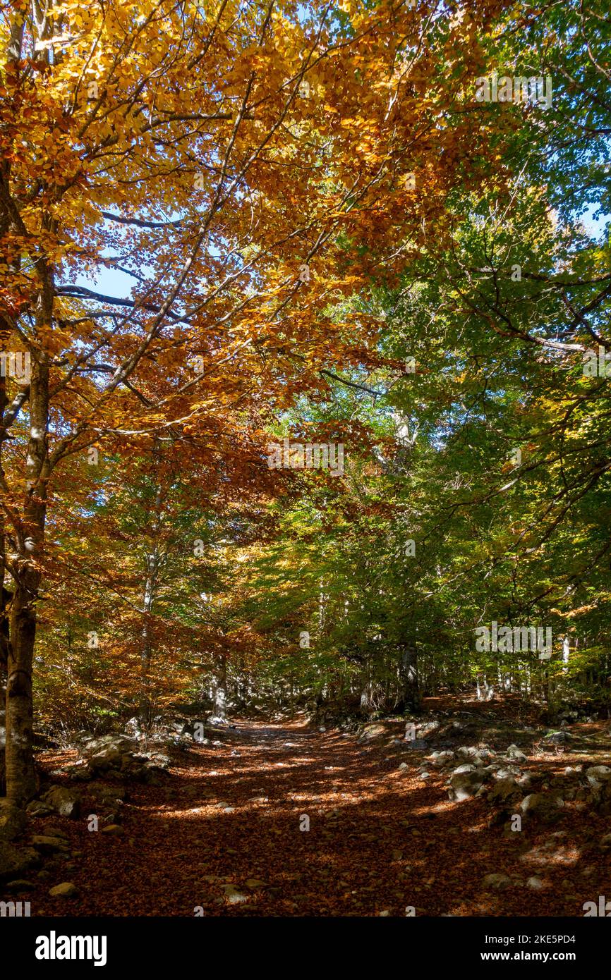Herbstfarben.Pyrenäen.Spanien Stockfoto