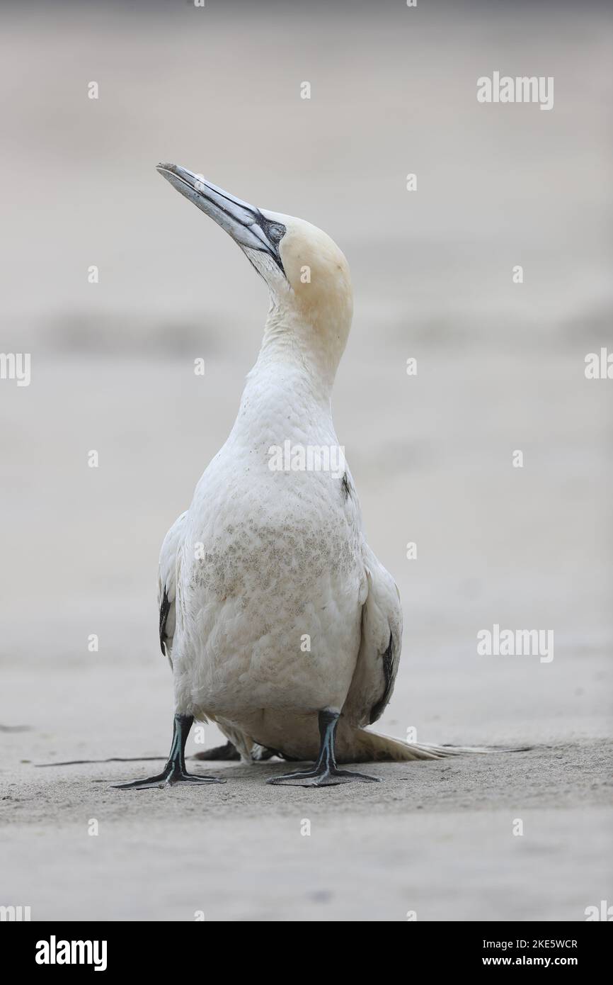 Gannet stirbt am schottischen Strand, infiziert mit Vogelgrippe (Vogelgrippe, H5N1) Stockfoto