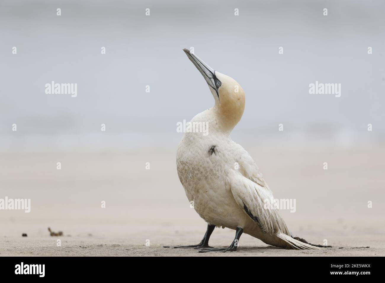 Gannet stirbt am schottischen Strand, infiziert mit Vogelgrippe (Vogelgrippe, H5N1) Stockfoto