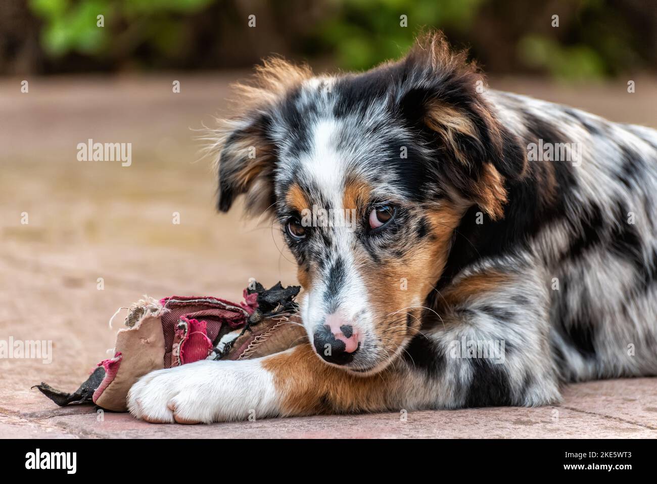 Porträt eines australischen Schäferhundes, der an den Resten eines Sneakers knabbert Stockfoto