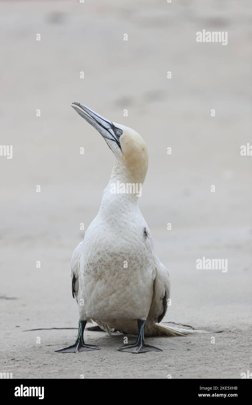 Gannet stirbt am schottischen Strand, infiziert mit Vogelgrippe (Vogelgrippe, H5N1) Stockfoto