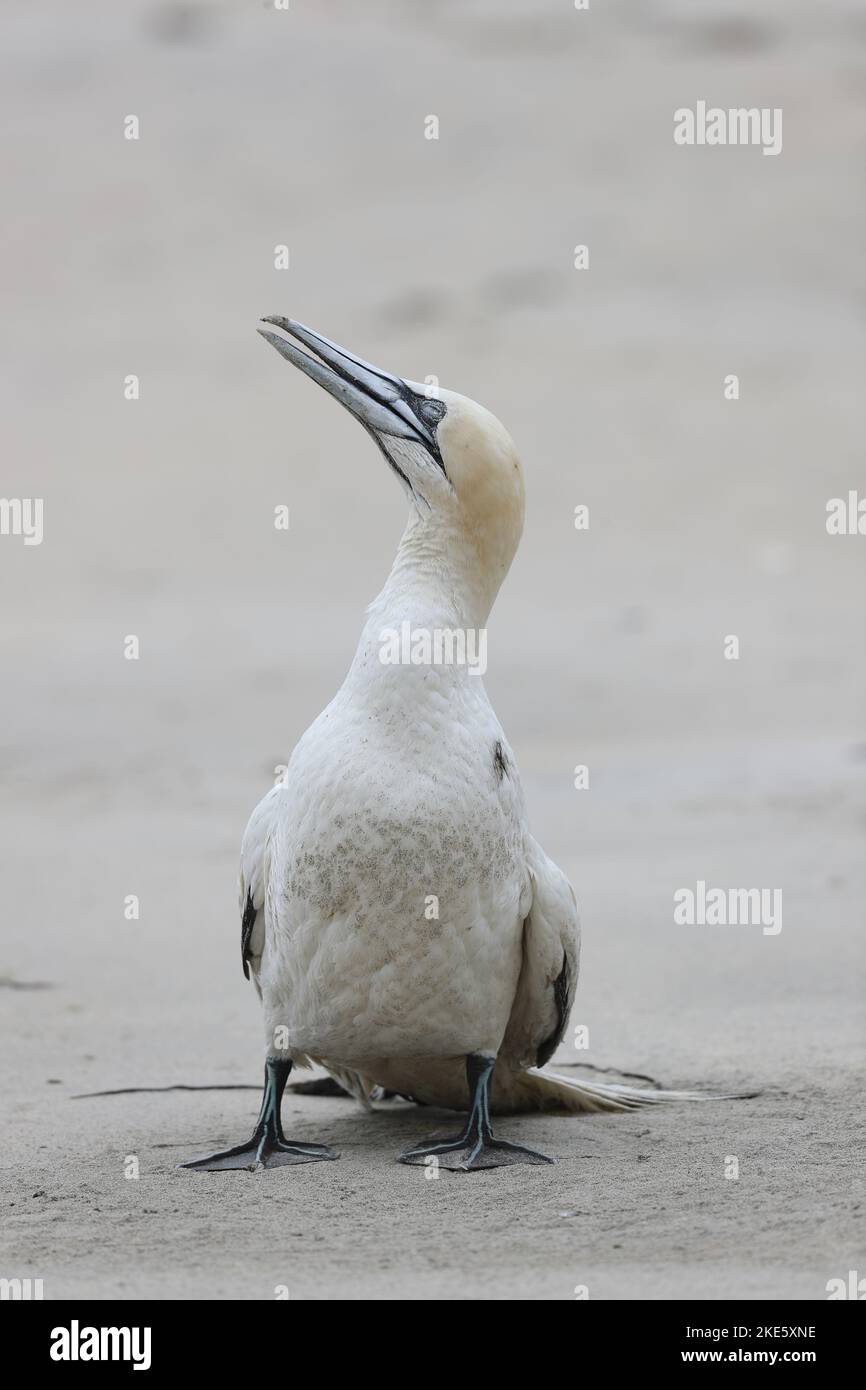 Gannet stirbt am schottischen Strand, infiziert mit Vogelgrippe (Vogelgrippe, H5N1) Stockfoto