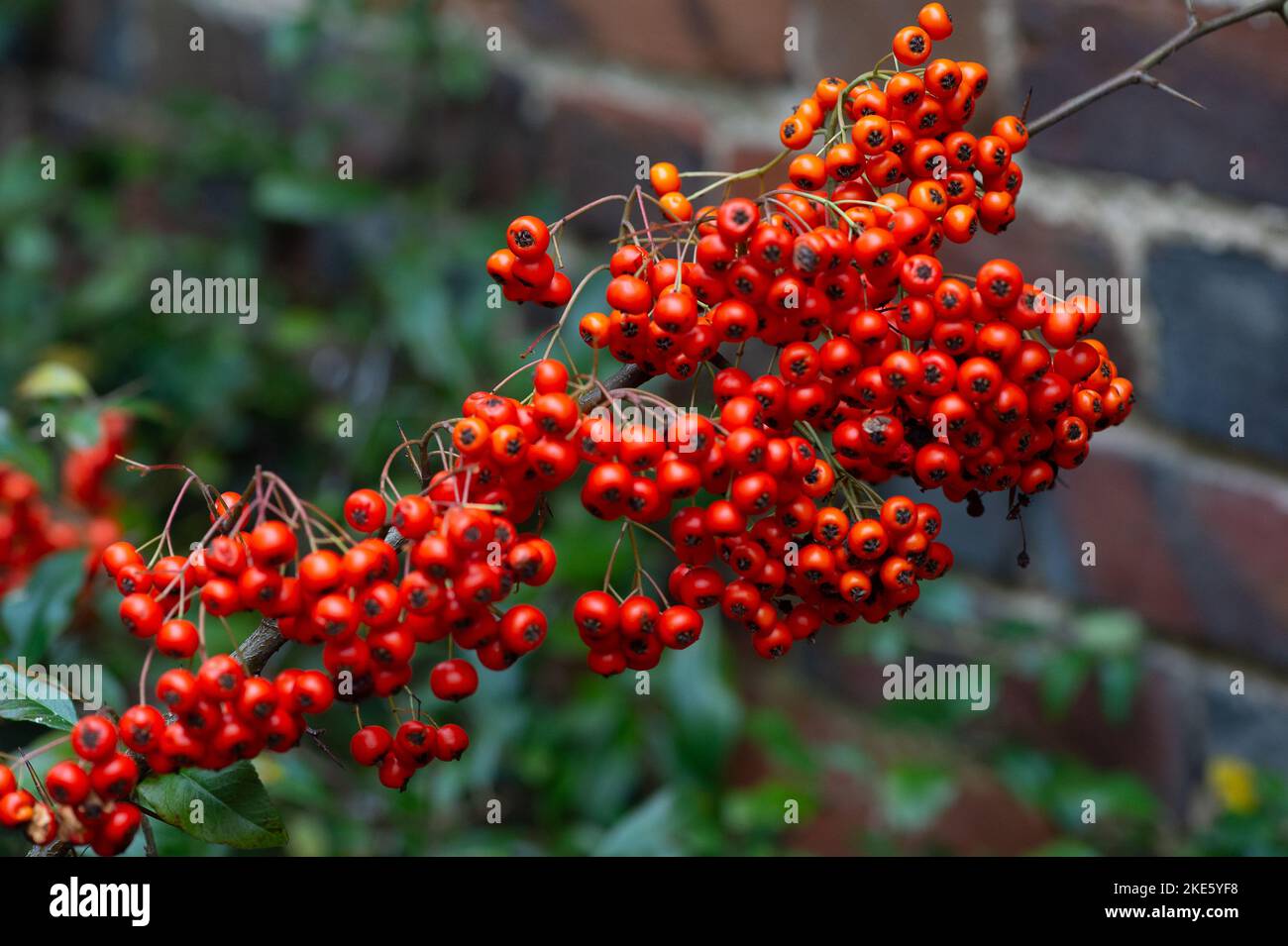 Rhododendron berries -Fotos und -Bildmaterial in hoher Auflsung  Alamy