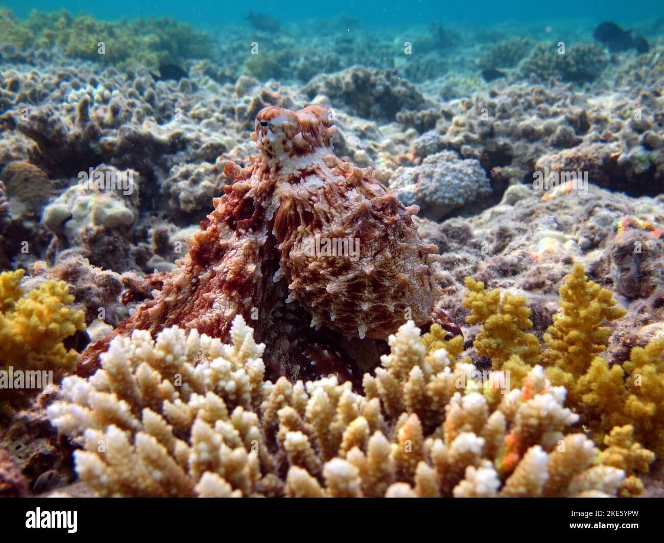 Big Blue Octopus (Octopus cyanea) Octopus. Big Blue Octopus an den Riffen des Roten Meeres. Stockfoto