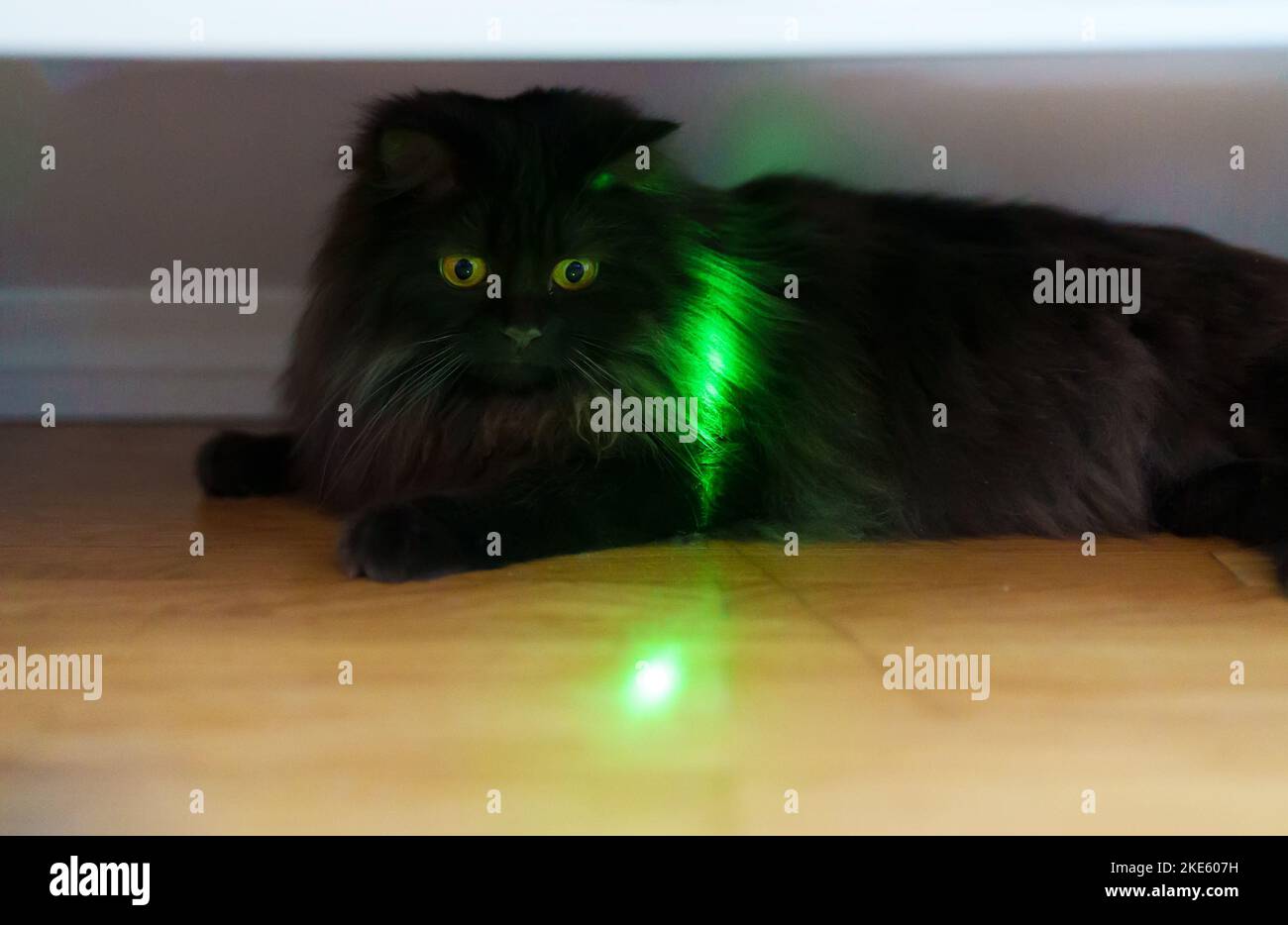 Schottische gerade Katze spielt mit Laserpointer. Stockfoto