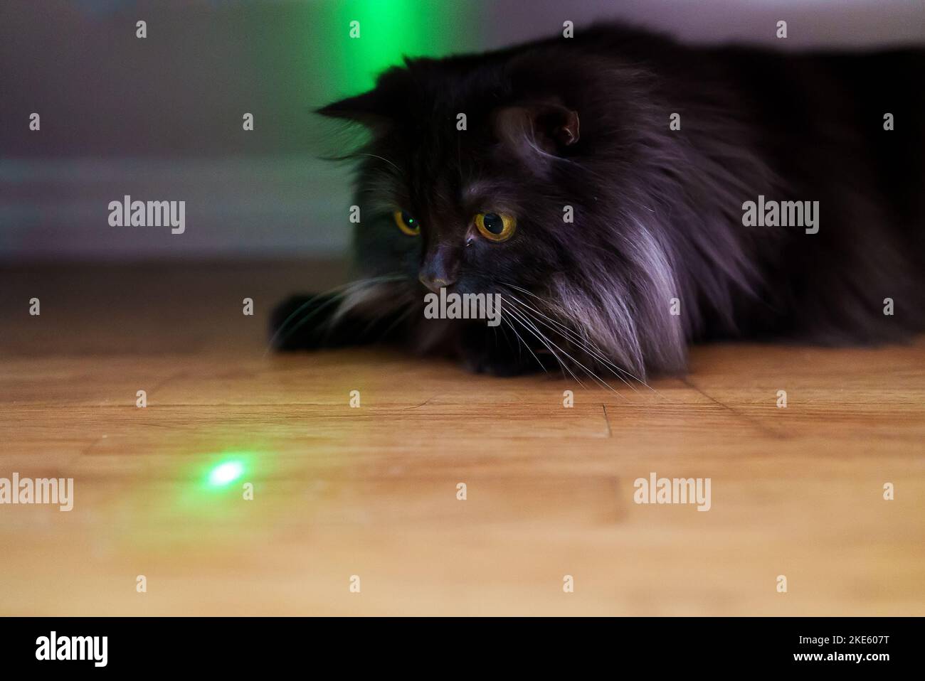 Schottische gerade Katze spielt mit Laserpointer. Stockfoto