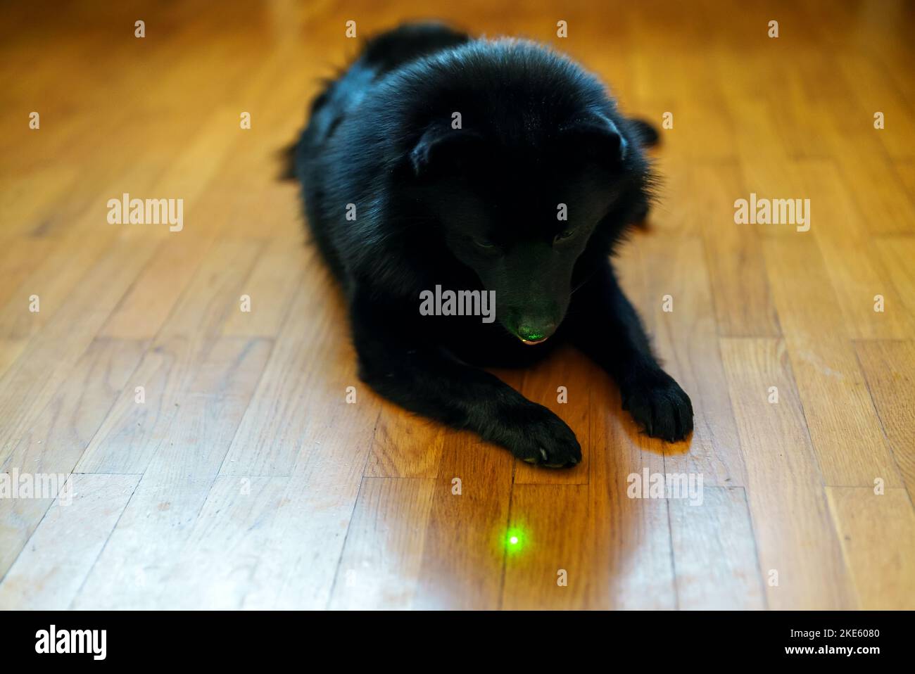 Schipperke Hund spielt mit Laserpointer. Stockfoto