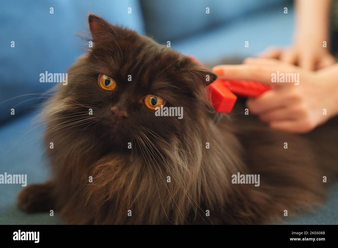 Frau bürstet Katze mit einem Kamm. Stockfoto