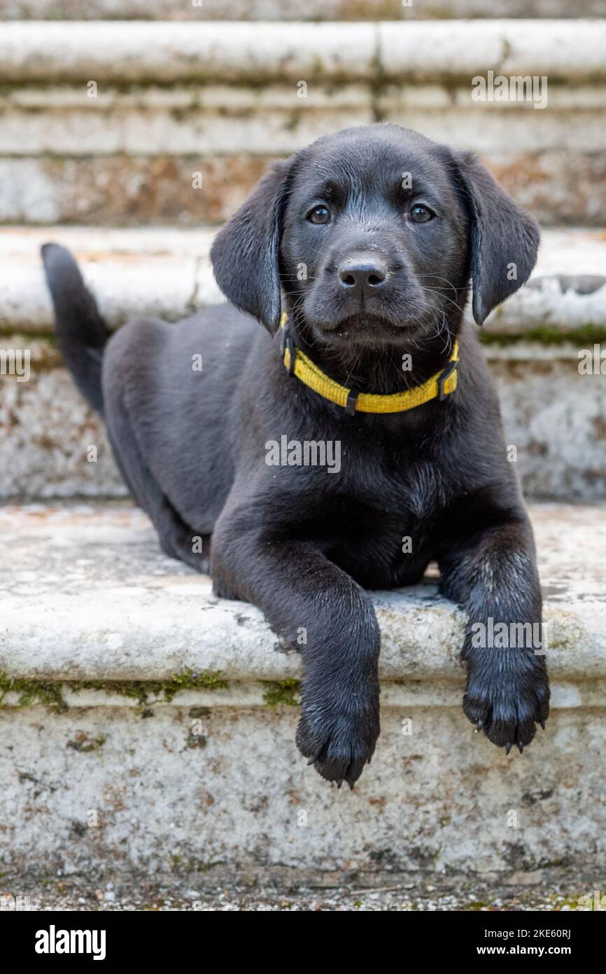 Schwarzer Labrador Welpenhund Stockfoto