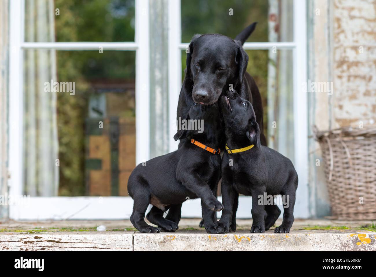 Schwarze Labrador Welpen mit Mutter Elternhund Stockfoto