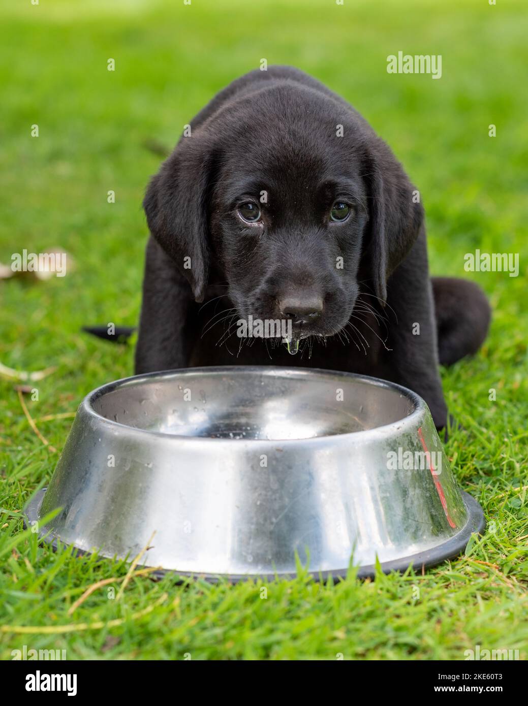 Schwarzer Labrador Welpenhund sieht traurig aus und trinkt aus einer Schüssel Wasser Stockfoto
