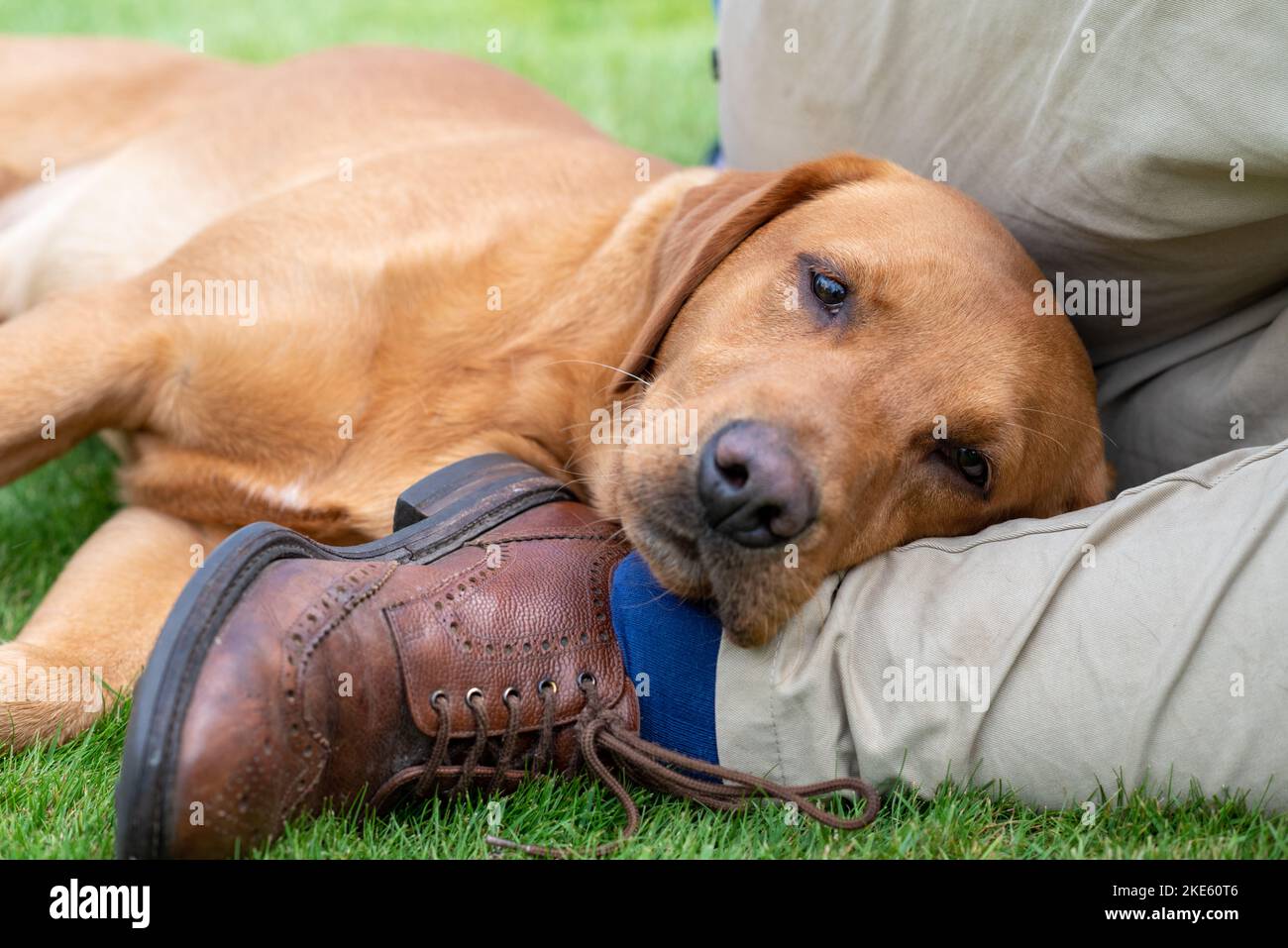 Goldener Labrador Hund mit Kopf auf dem Fuß des Mannes liegend Stockfoto