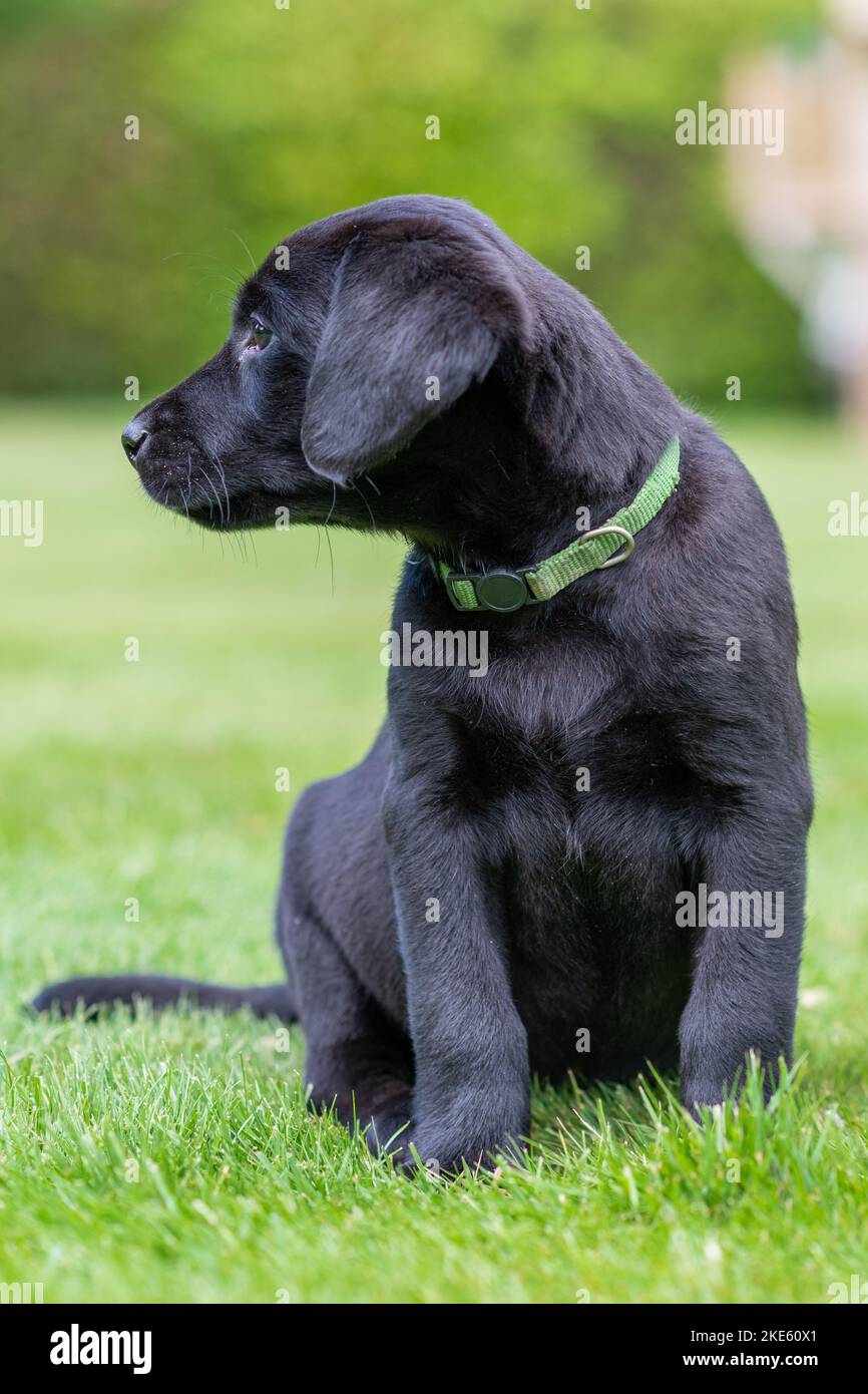 Schwarzer Labrador Welpenhund mit grünem Kragen Stockfoto
