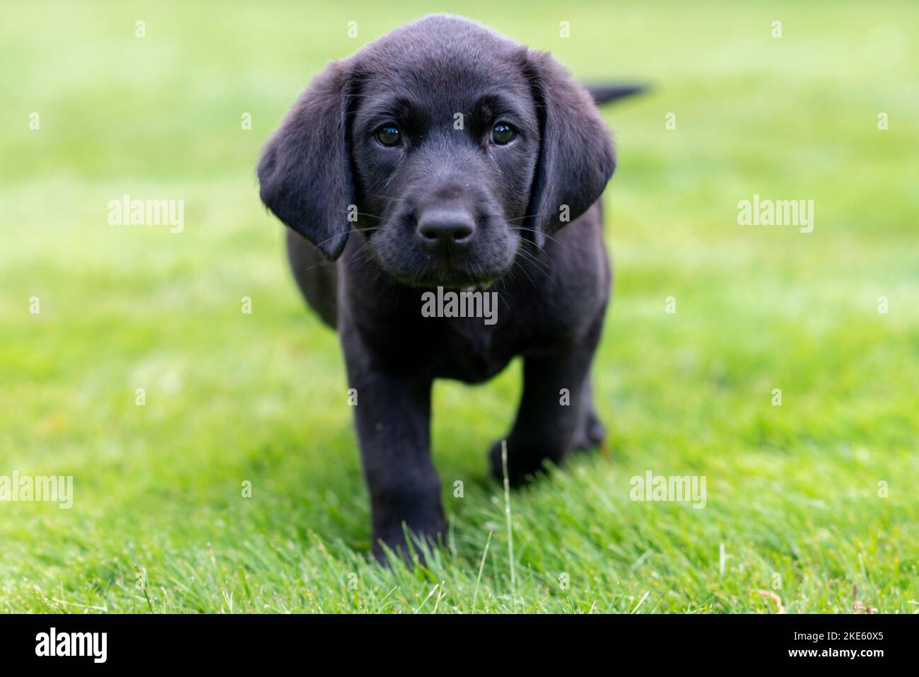 Schwarzer Labrador Welpenhund Stockfoto