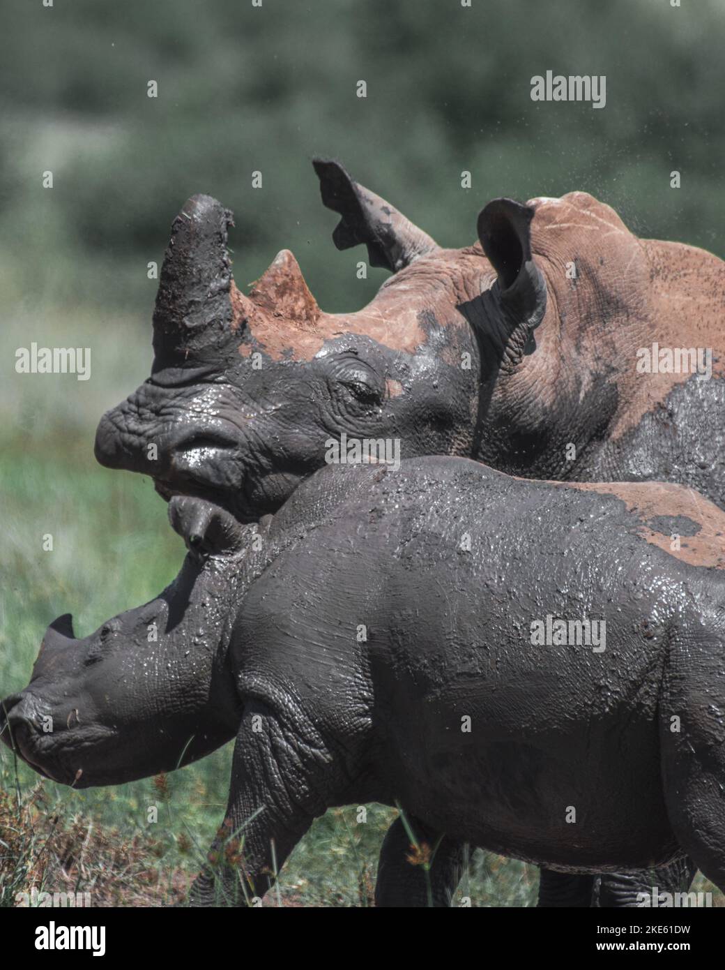 Entzückender, liebevoller Moment zwischen den Nashörnern in Nairobi, Kenia Stockfoto