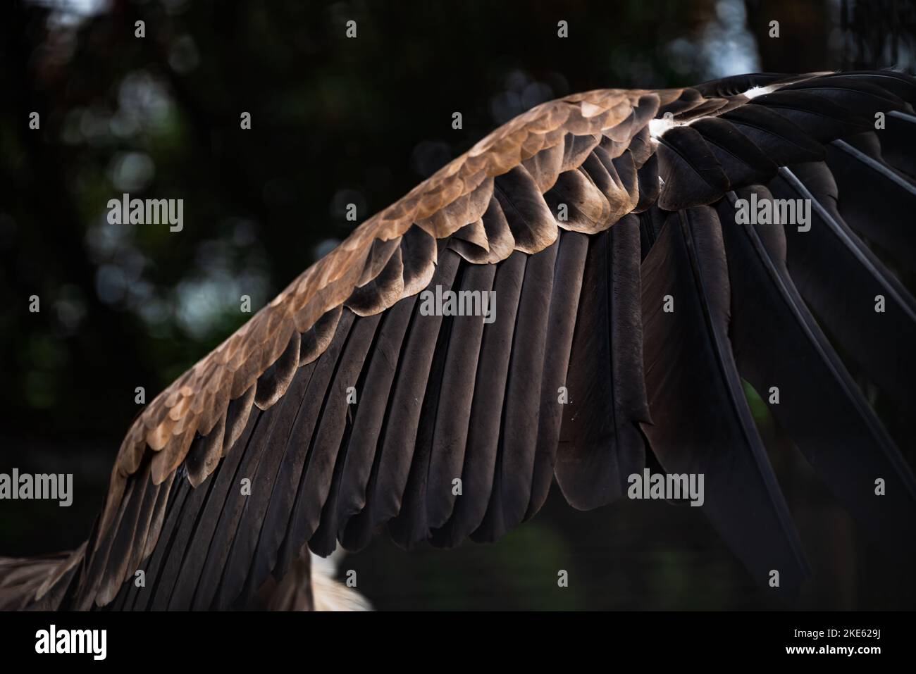 Nahaufnahme Des Ausgebreiteten Braunen Flügels Von Eagle. Stockfoto