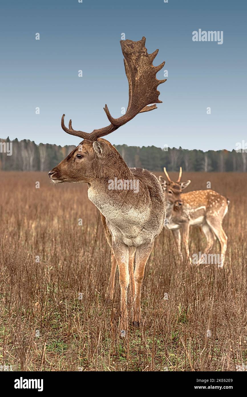 Nahaufnahme eines majestätischen Hirsches mit großem Geweih, Herbst am Nachmittag auf einer Lichtung, Wald im Hintergrund Stockfoto