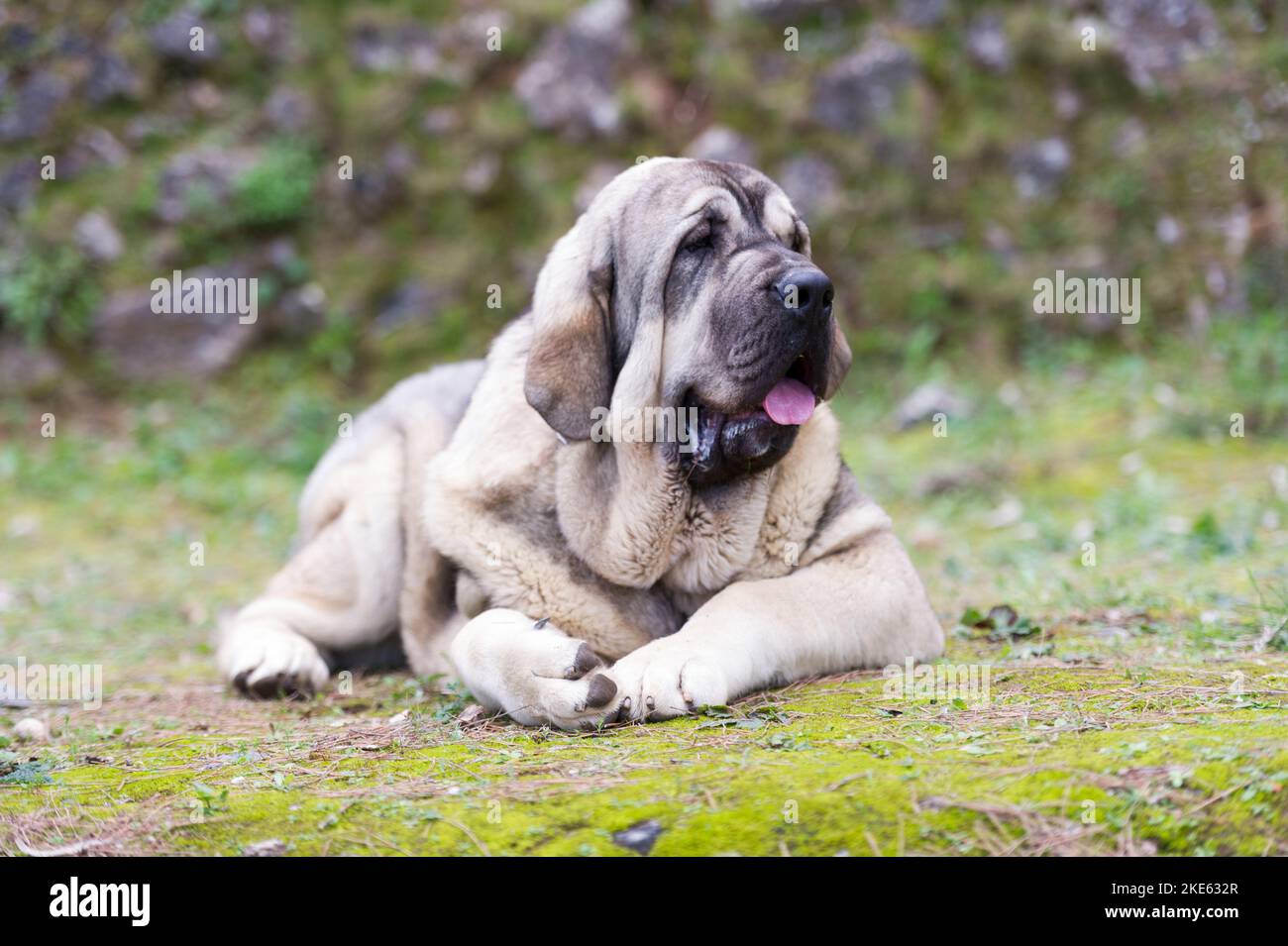 Spanischer Mastiff reinrassig Hund mit jungen Fellfarbe auf dem Gras stehen Stockfoto
