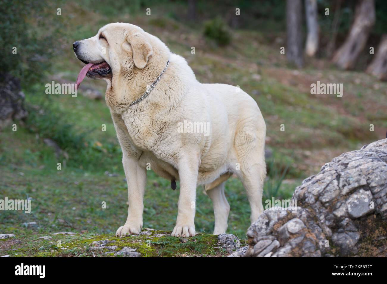 Spanischer Mastiff reinrassig Hund mit gelbem Mantel auf dem Gras stehen Stockfoto