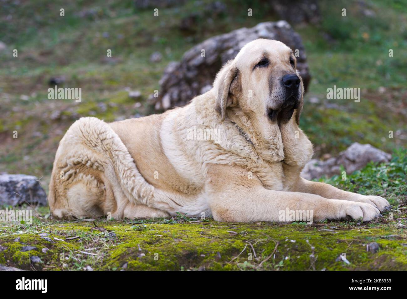 Spanischer Mastiff reinrassig Hund mit jungen Fellfarbe auf dem Gras liegend Stockfoto