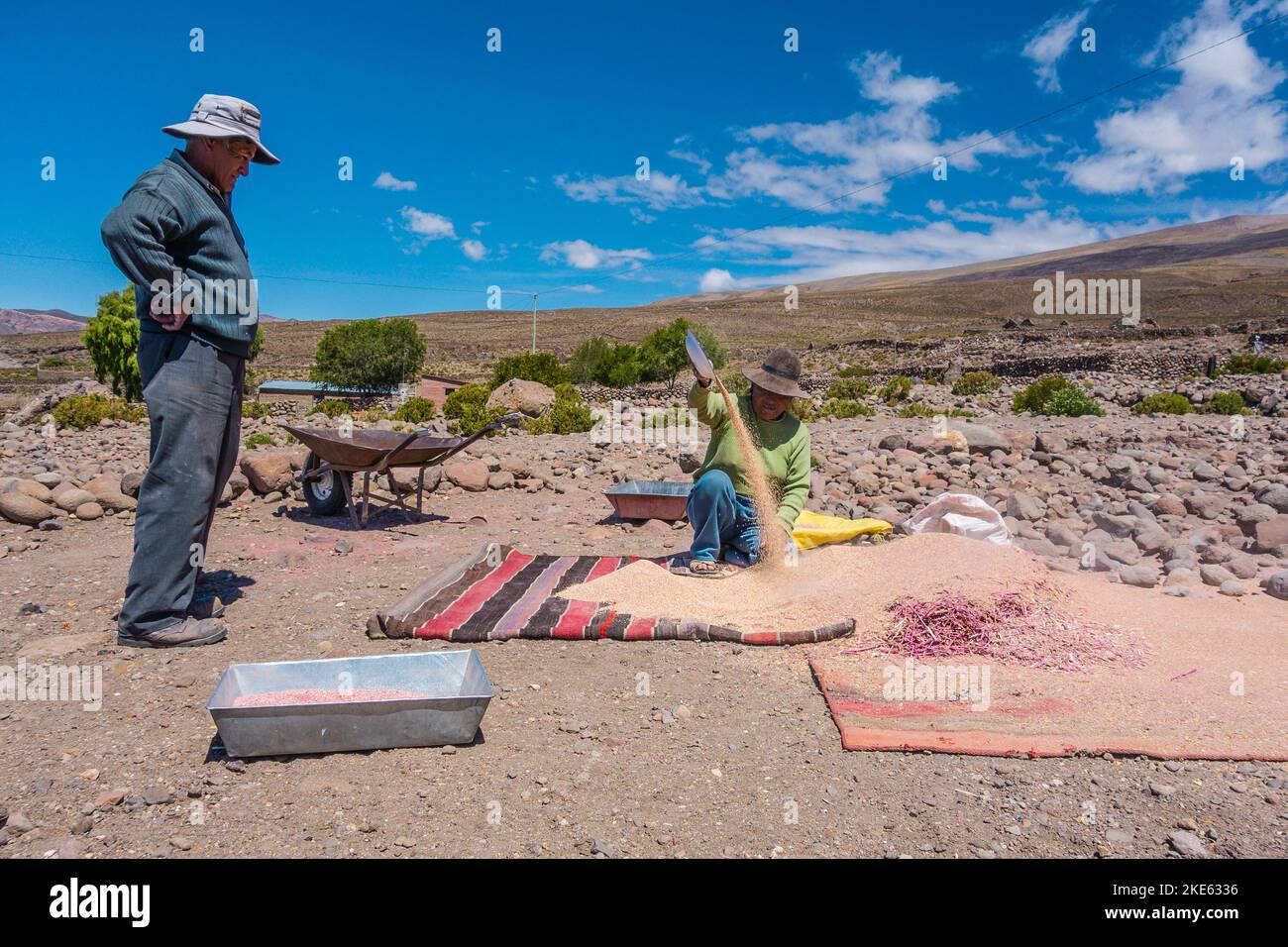 Quinoa wird von einem Mann und seiner Frau im kleinen Dorf Tahua, Bolivien, geerntet. Dieses Dorf liegt am Salar de Uyuni. Stockfoto