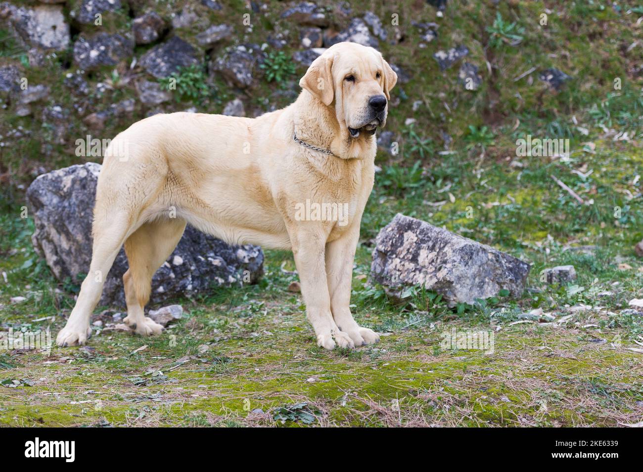 Spanischer Mastiff reinrassig Hund mit gelbem Fell auf dem Gras stehen Stockfoto