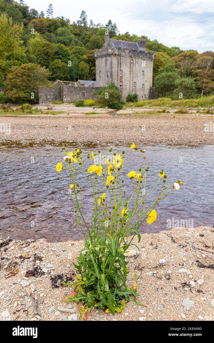 Eine gelbe Sowthistle, die an einem sandigen Kiesstrand an der Saddell Bay auf der Kintyre Peninsula, Argyll & Bute, Schottland, Großbritannien, wächst Stockfoto