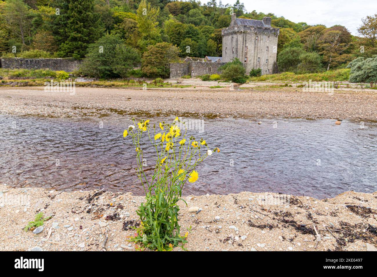 Eine gelbe Sowthistle, die an einem sandigen Kiesstrand an der Saddell Bay auf der Kintyre Peninsula, Argyll & Bute, Schottland, Großbritannien, wächst Stockfoto