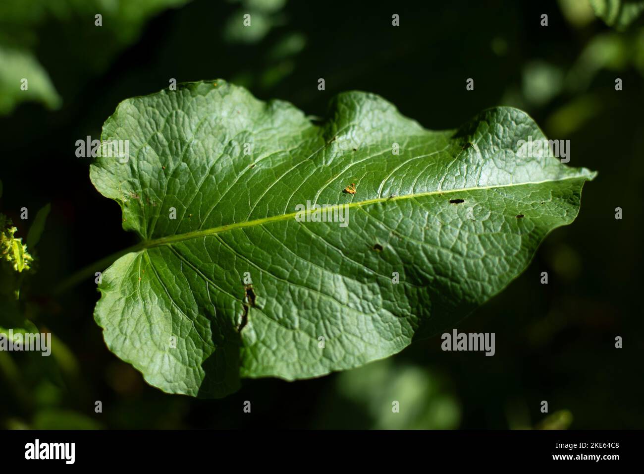 Sommerwald. Details der Natur. Grüne Pflanzen in der Sommersaison. Stockfoto