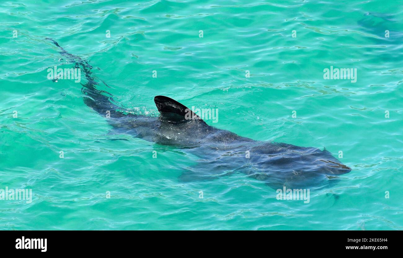 Massive Backing-Haie jagen weibliche Schwimmer vor der Cornish Coast am Porthcurnow Beach in der Nähe von Lands' End. Stockfoto